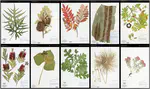 The Herbarium 2021 Half–Earth Challenge Dataset and Machine Learning Competition