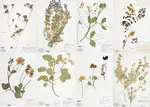 NAFlora-1M: Continental-Scale High-Resolution Fine-Grained Plant Classification Dataset
